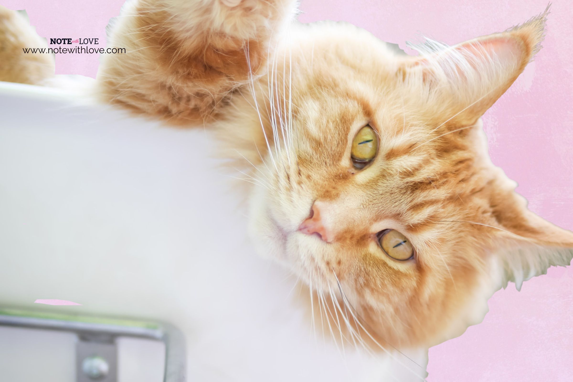 International-Cat-Day-Banner