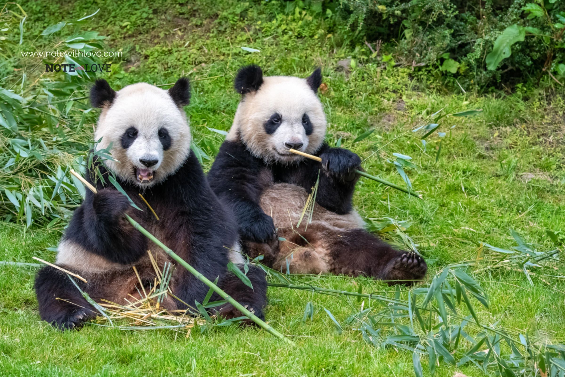 National-Panda-Day-Banner