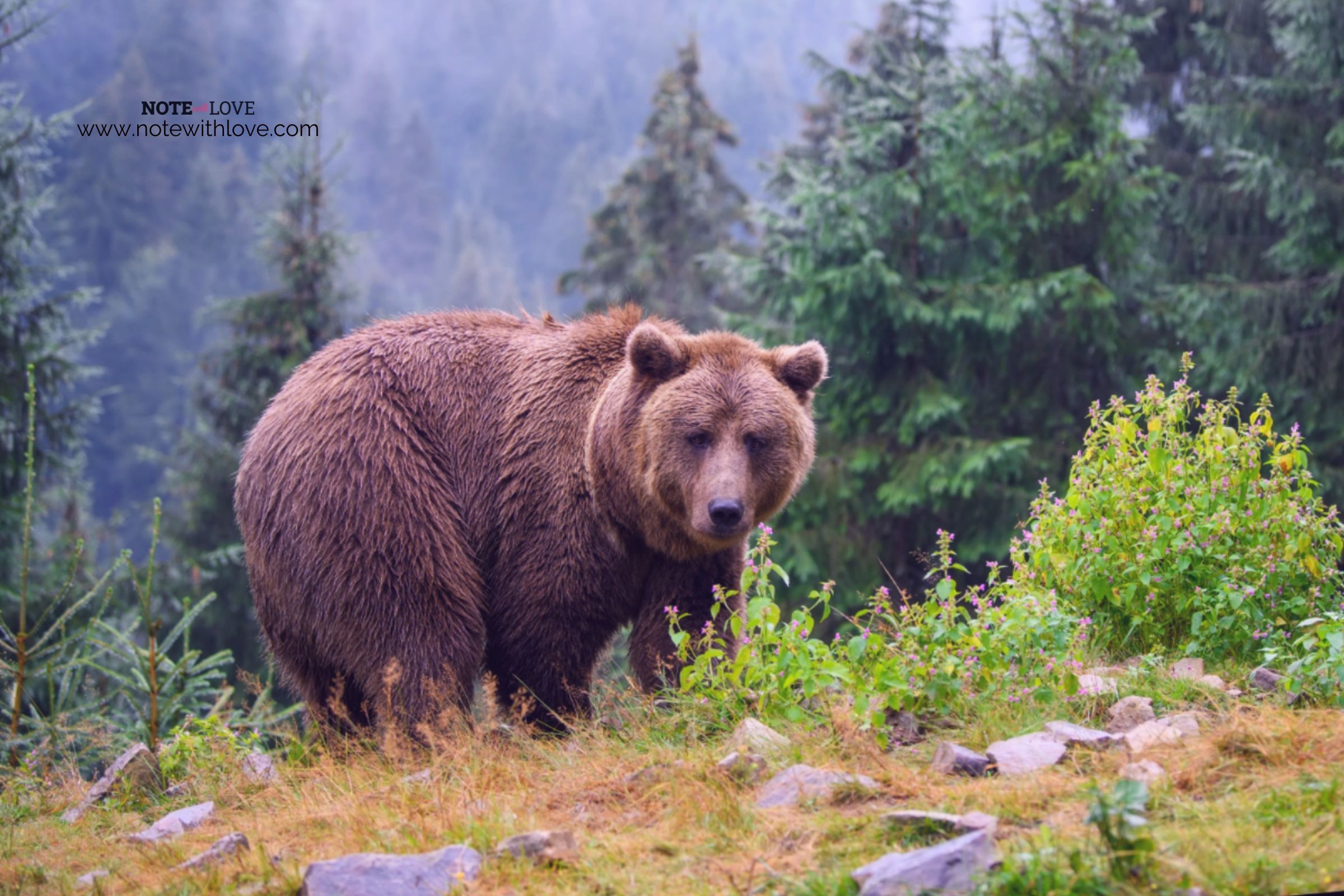 National-Wildlife-Day-Banner
