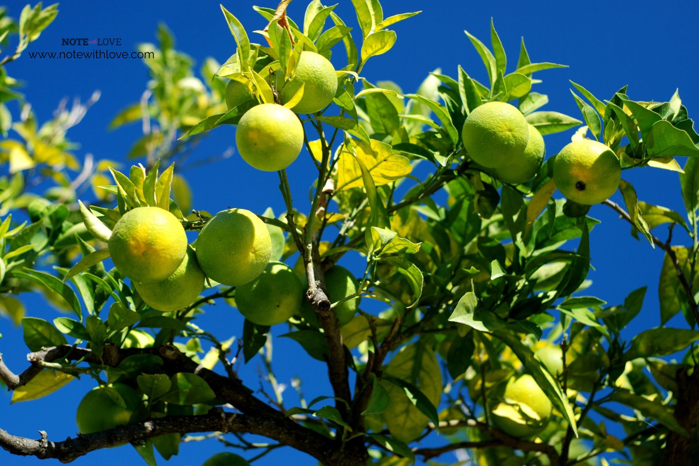 Plant-a-Lemon-Tree-Day-Banner