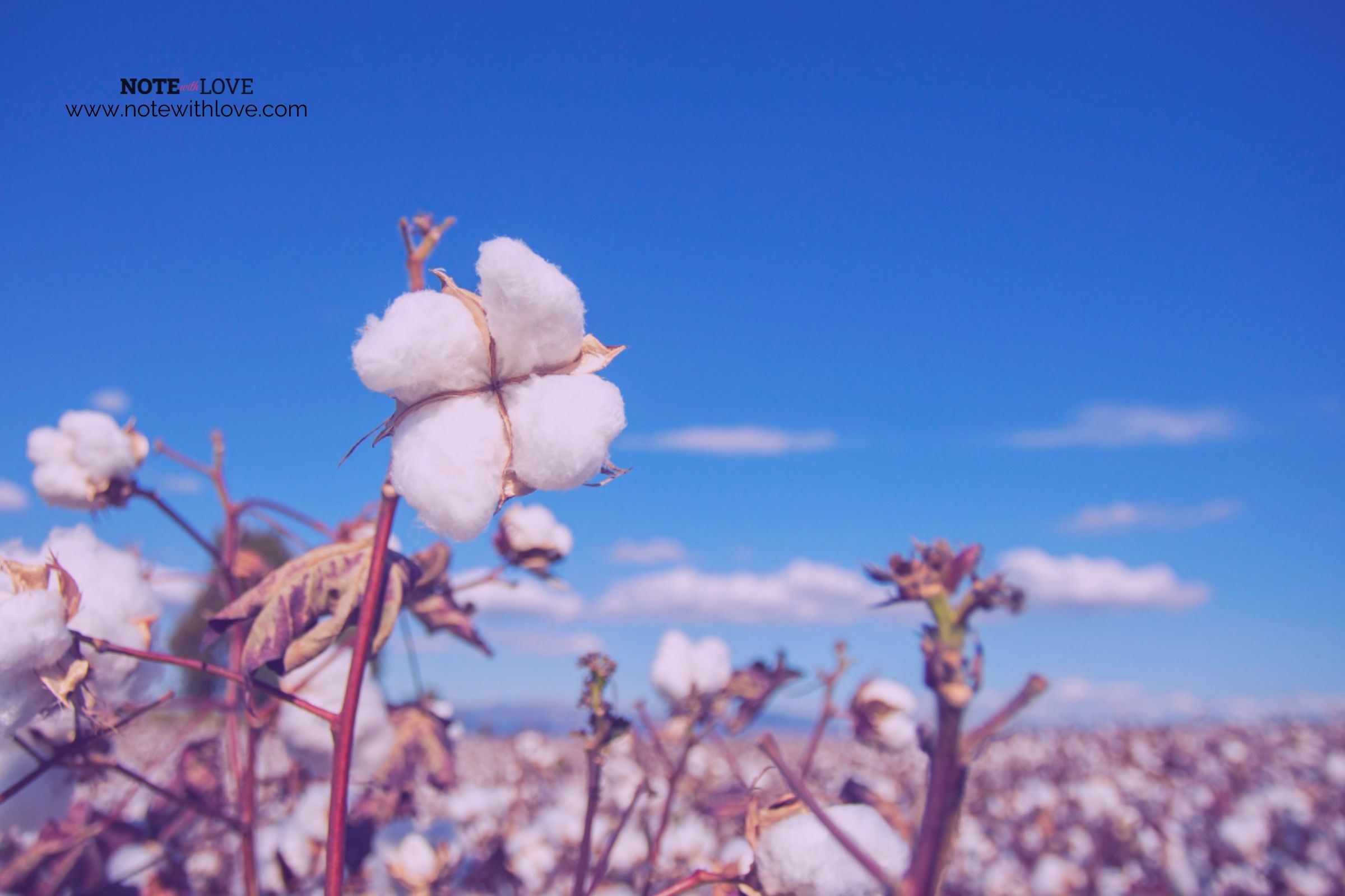 World-Cotton-Day-Banner