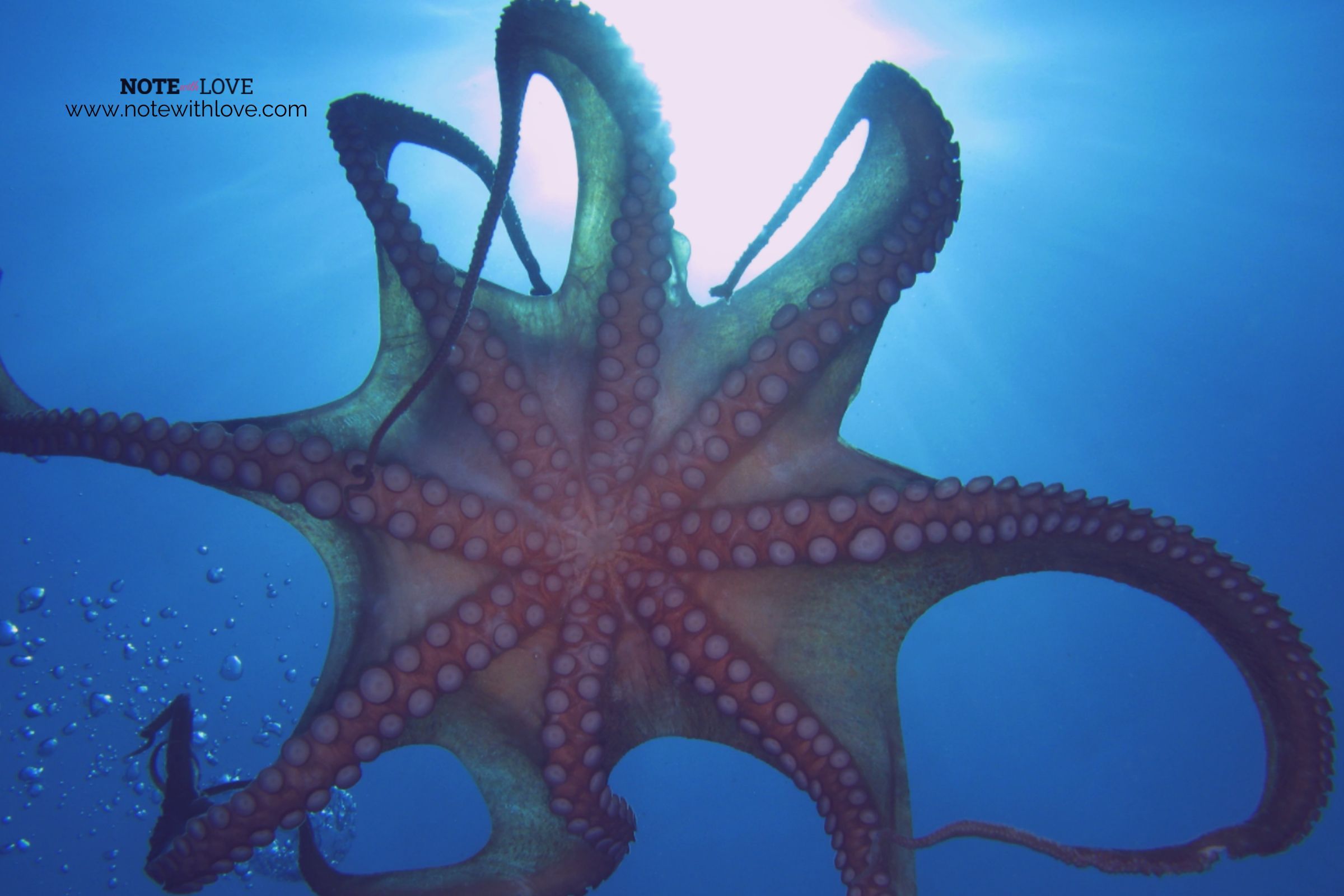 World-Octopus-Day-Banner